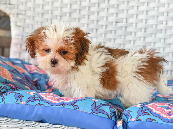 Bonnie_F_1038_Shih tzu-4