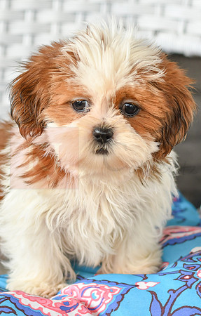 Bonnie_F_1038_Shih tzu-3