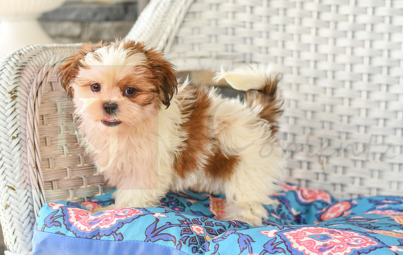 Bretta_F_1028_Shih tzu-3