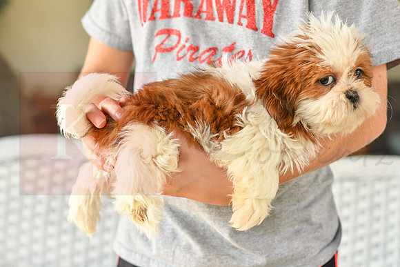 Bonnie_F_1038_Shih tzu-5