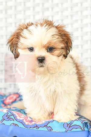 Bretta_F_1028_Shih tzu-2