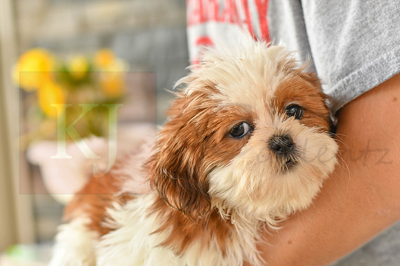 Bonnie_F_1038_Shih tzu-6