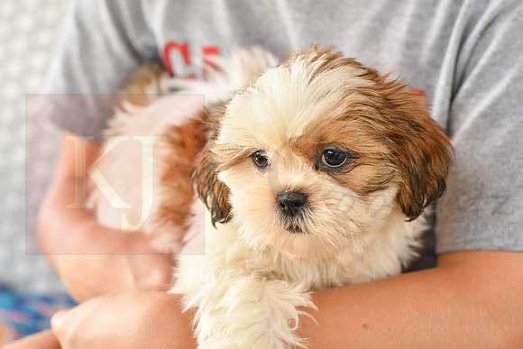 Bretta_F_1028_Shih tzu-5