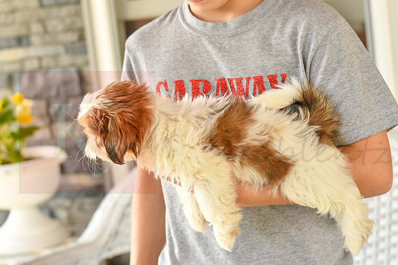 Bretta_F_1028_Shih tzu-6