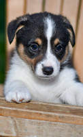 Garth_M_0833_Corgi-2