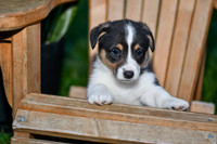 Garth_M_0833_Corgi-1