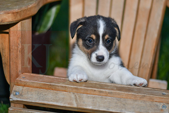 Garth_M_0833_Corgi-1