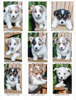 04.15.23 Corgis Litter Photo 2