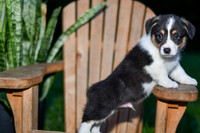 Garth_M_0833_Corgi-3