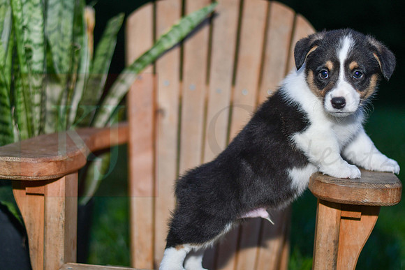Garth_M_0833_Corgi-3