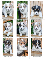 04.15.23 Corgis