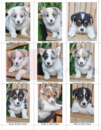 04.15.23 Corgis Litter Photo 1