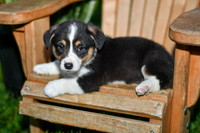 Garth_M_0833_Corgi-4