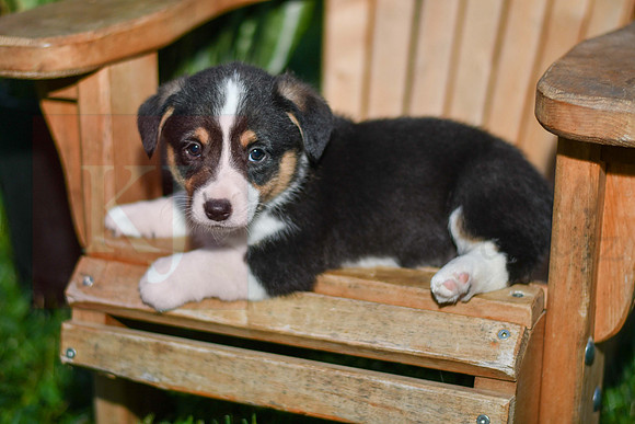 Garth_M_0833_Corgi-4