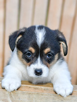 Genny_F_0837_Corgi-1