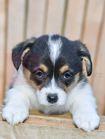 Genny_F_0837_Corgi-1