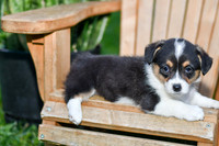 Genny_F_0837_Corgi-2