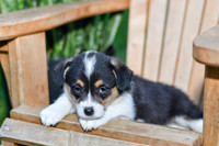 Genny_F_0837_Corgi-3
