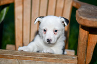 Georgie_M_0830_Corgi-1