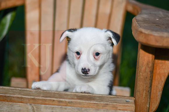 Georgie_M_0830_Corgi-1