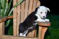 Georgie_M_0830_Corgi-2
