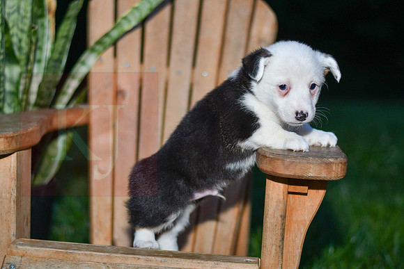 Georgie_M_0830_Corgi-2
