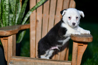 Georgie_M_0830_Corgi-3