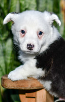 Georgie_M_0830_Corgi-4