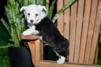 Georgie_M_0830_Corgi-5