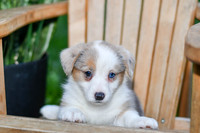 Giggles_F_0823_Corgi-1