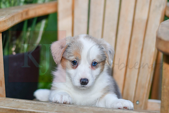 Giggles_F_0823_Corgi-1