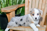 Giggles_F_0823_Corgi-2