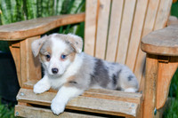 Giggles_F_0823_Corgi-3