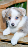 Giggles_F_0823_Corgi-4