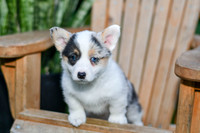Gigi_F_0818_Corgi-1