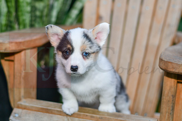 Gigi_F_0818_Corgi-1