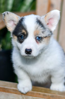 Gigi_F_0818_Corgi-2