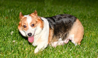 Fonzi_F_30#_Corgi-1
