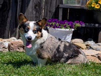 Ozzie_M_Corgi_25#