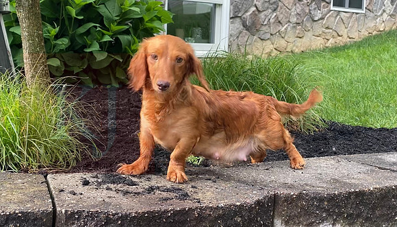 Debbie_F_Mini Dachshunds