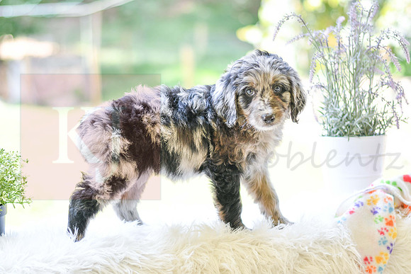 Michelle_F_0028_Aussiedoodle-6
