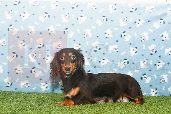 Sheila_F_Mini Dachshund-1