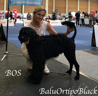 Balu Male 2