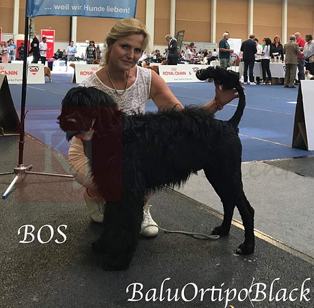 Balu Male 2