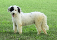 Baxter Male