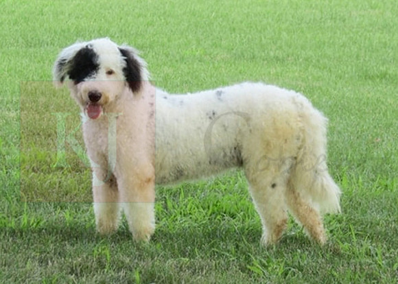 Baxter Male