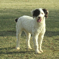 Gracie Female