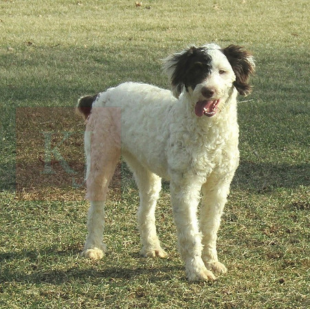 Gracie Female