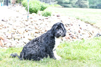 Lacy_F_Portugese Water Dog-1