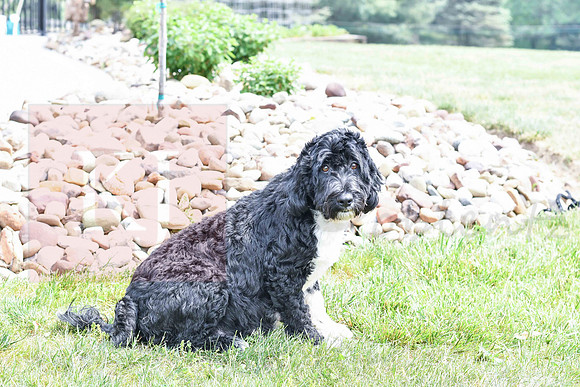 Lacy_F_Portugese Water Dog-1